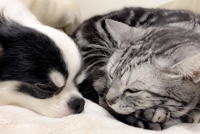 ペットと一緒！墓地